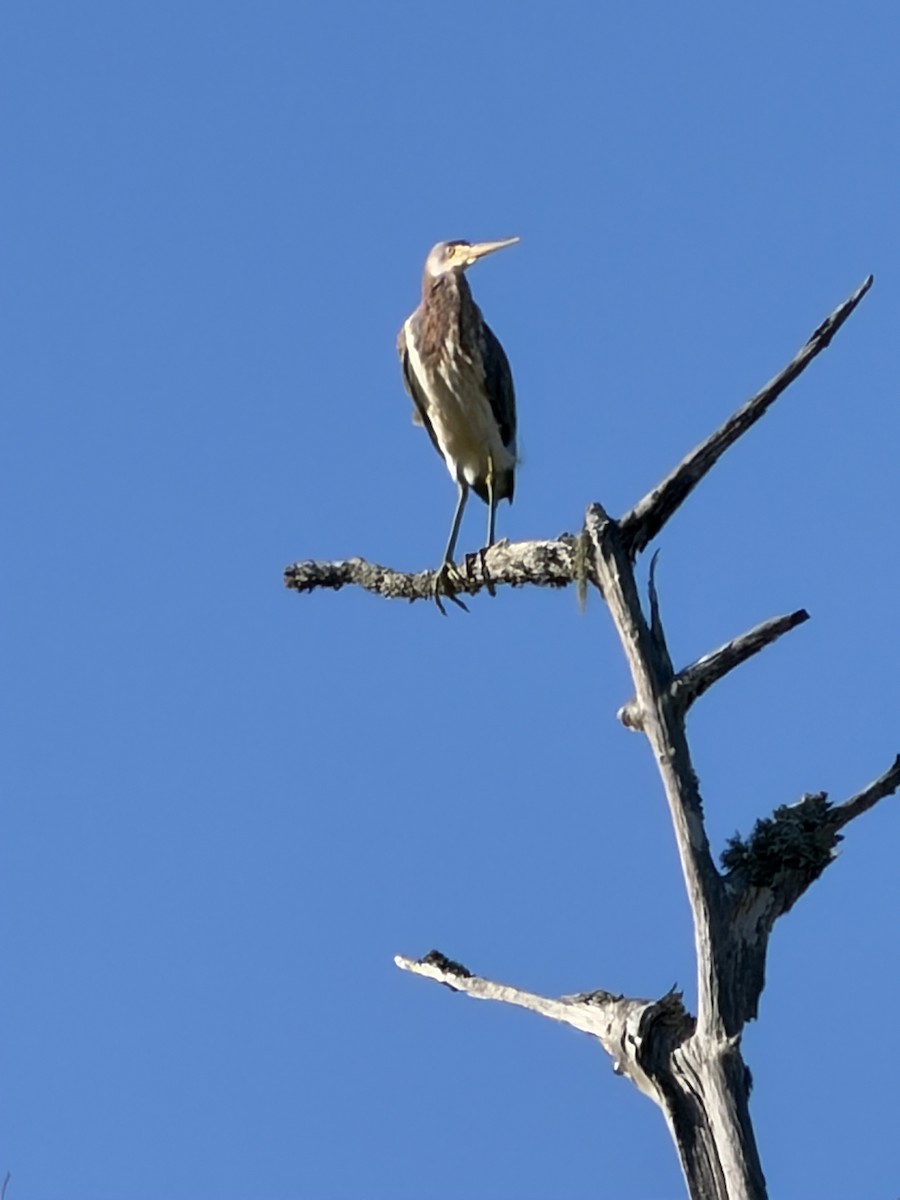 Tricolored Heron - ML646875562
