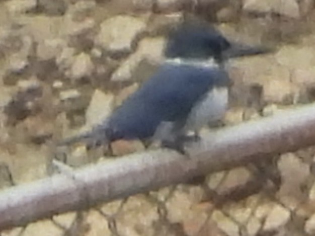 rybařík pruhoprsý - ML646875570