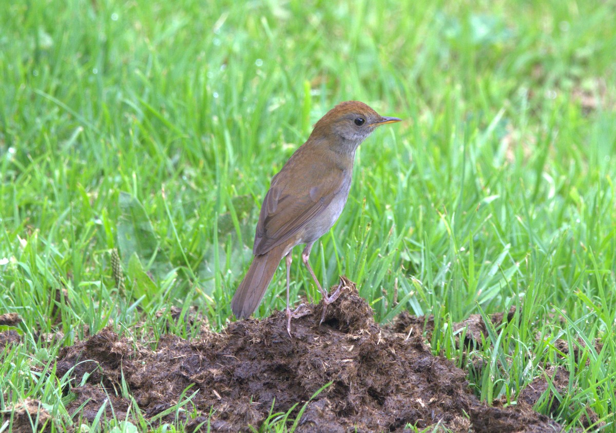 Ruddy-capped Nightingale-Thrush - ML646875576