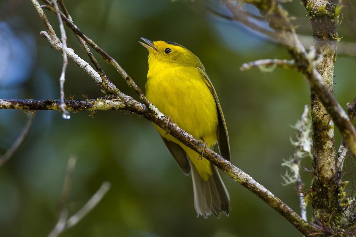 Малая вильсония - ML646875581