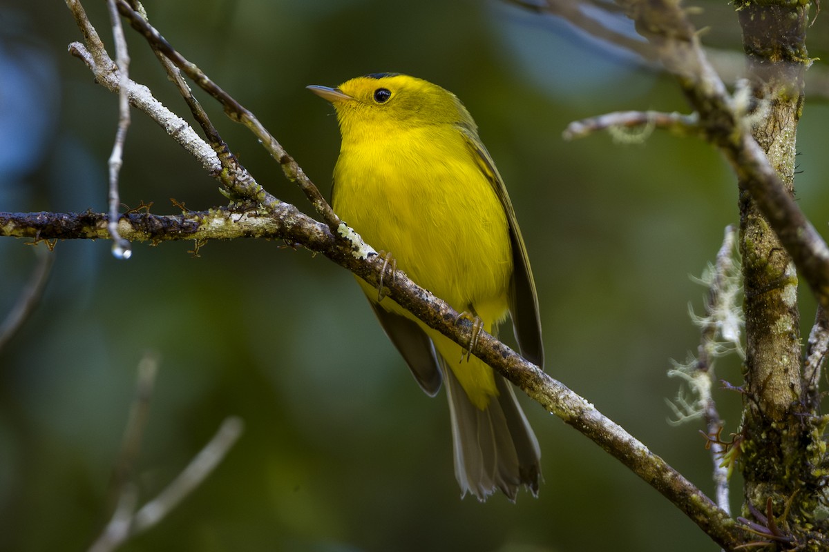 Малая вильсония - ML646875582