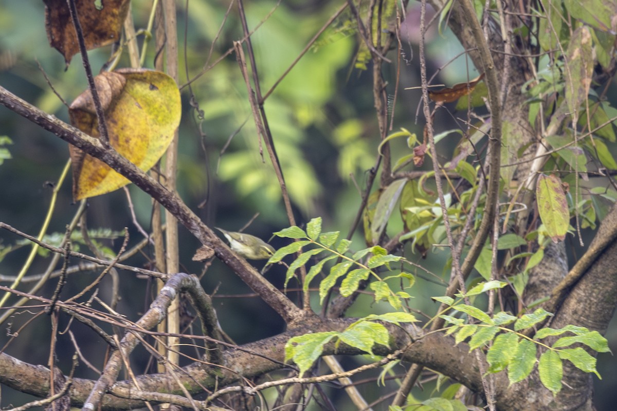 Вівчарик жовточеревий - ML646875584