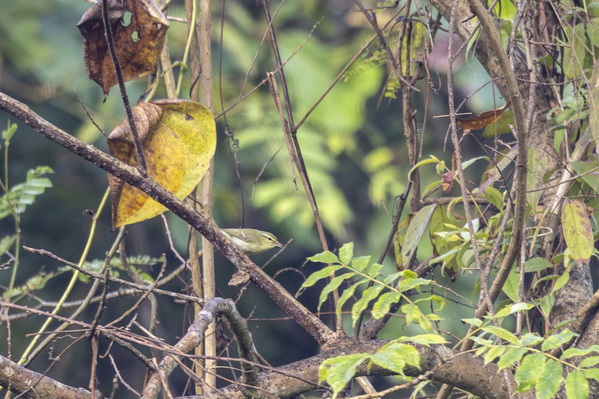 Вівчарик жовточеревий - ML646875585