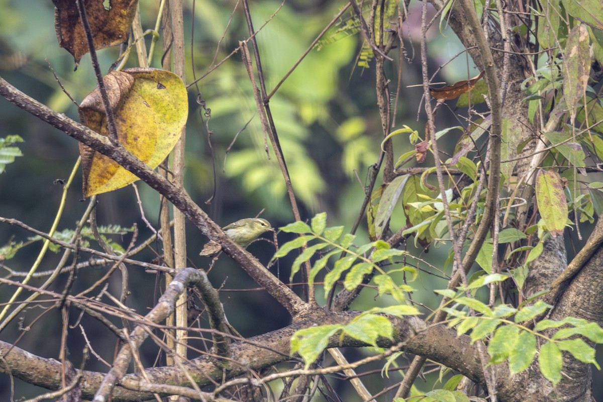 Вівчарик жовточеревий - ML646875586