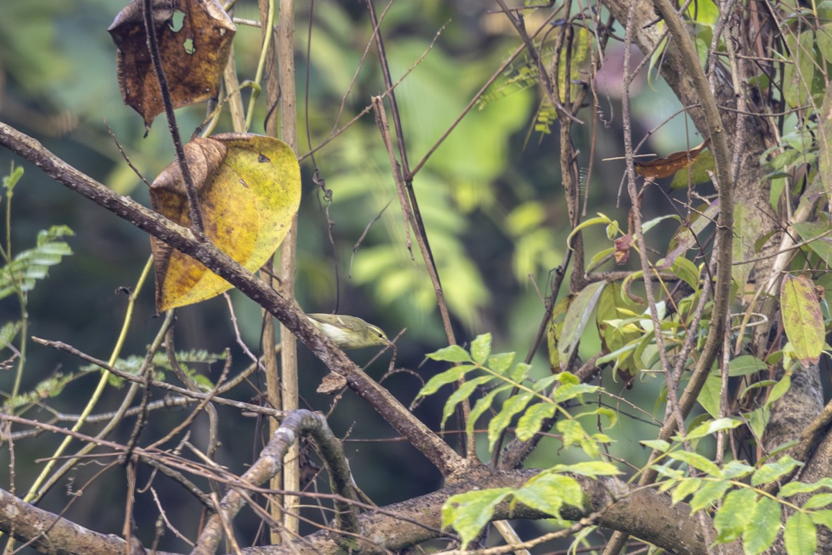 Вівчарик жовточеревий - ML646875587