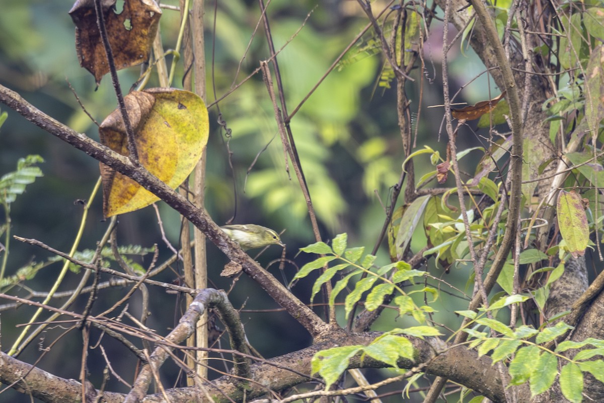 Вівчарик жовточеревий - ML646875588