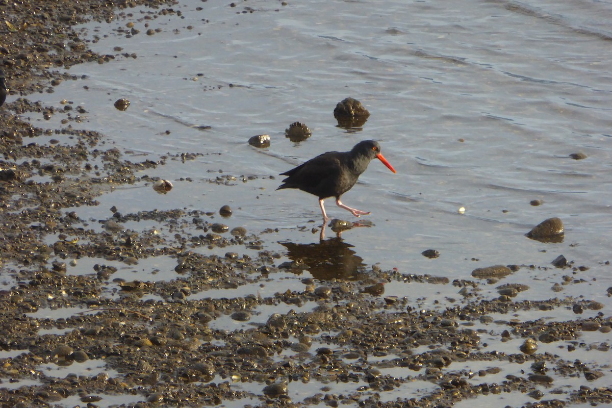 Klippenausternfischer - ML646875594