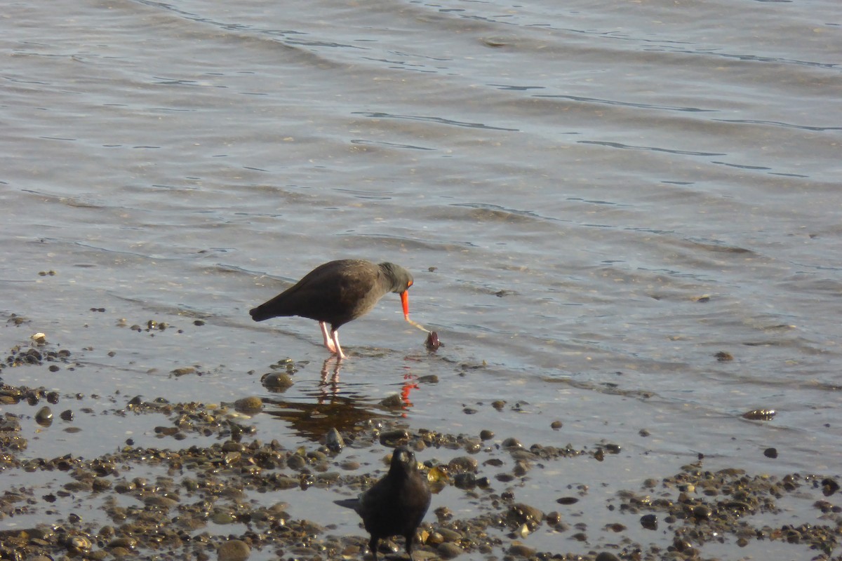 Klippenausternfischer - ML646875595