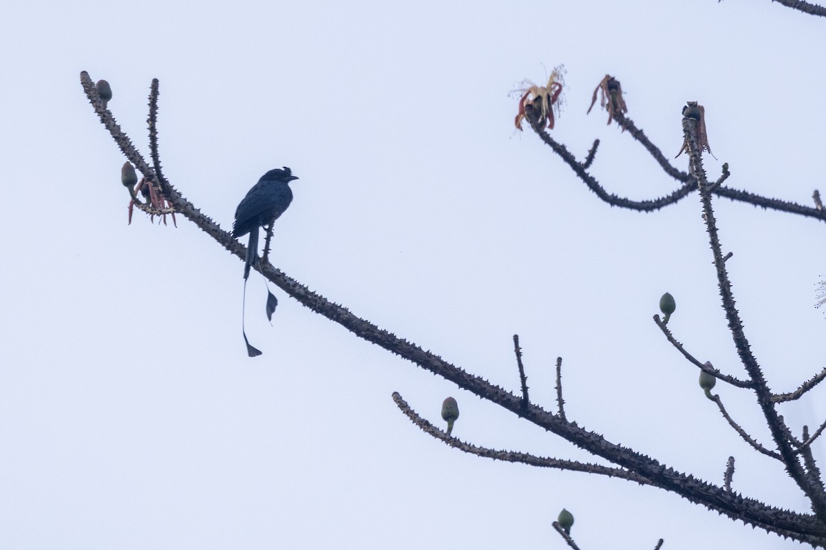 Greater Racket-tailed Drongo - ML646875597