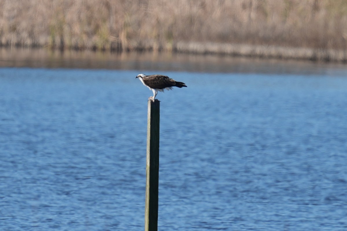 Скопа - ML646875598