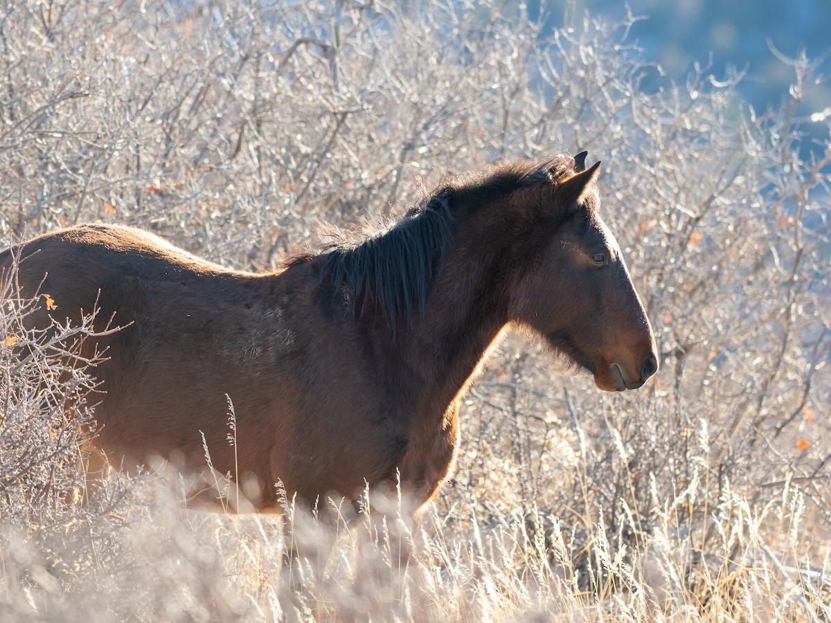 Domestic Horse - ML646875603