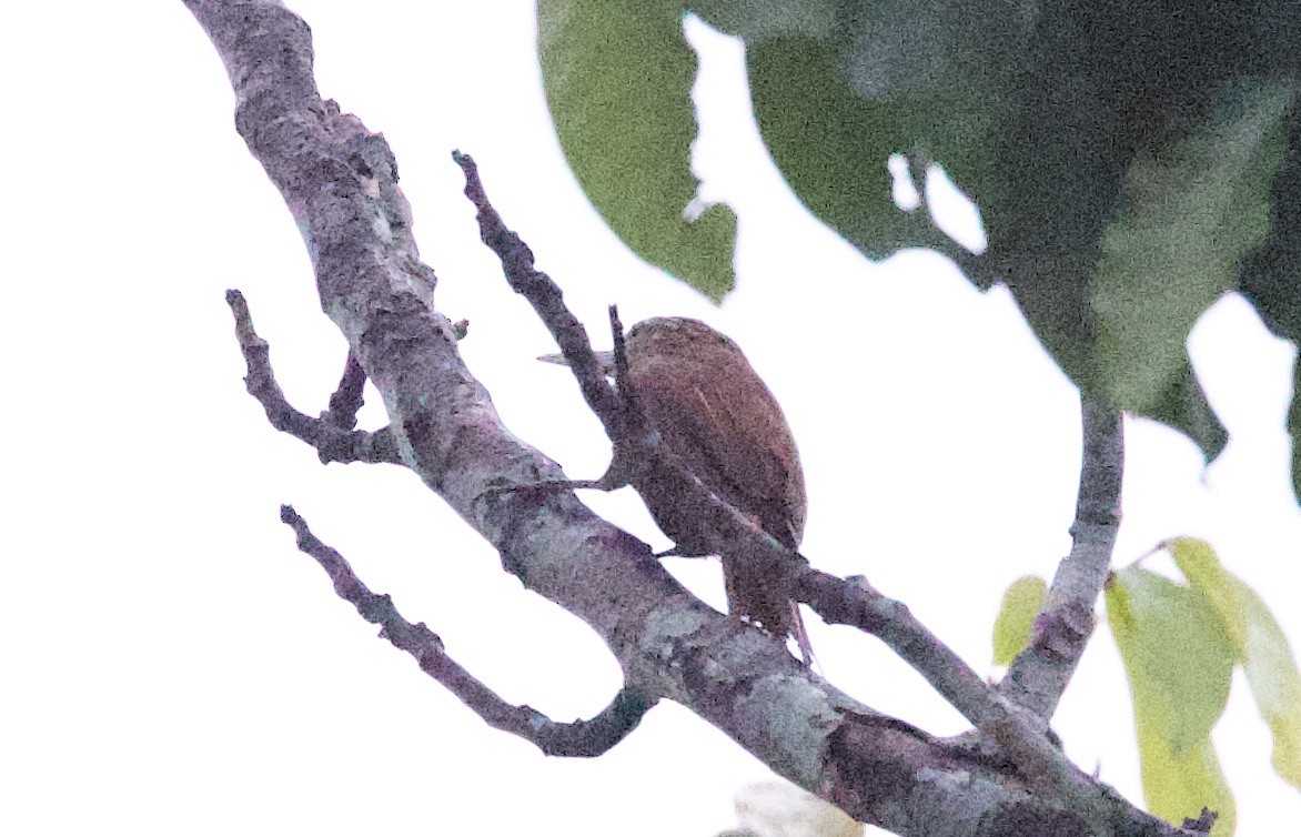 Perlhals-Baumsteiger (devillei) - ML646875608