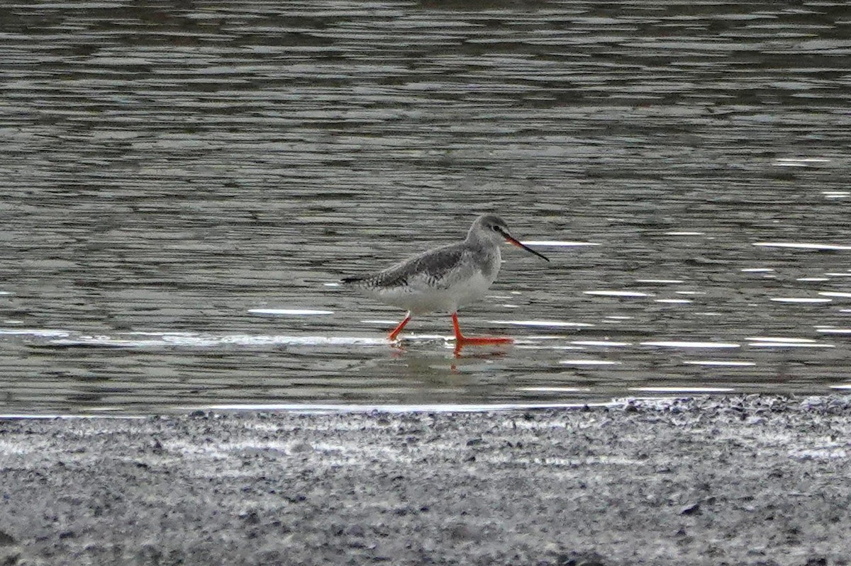 鶴鷸 - ML646875610