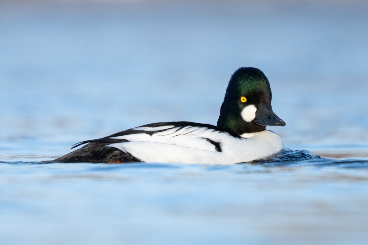 Quattrocchi - ML646875612