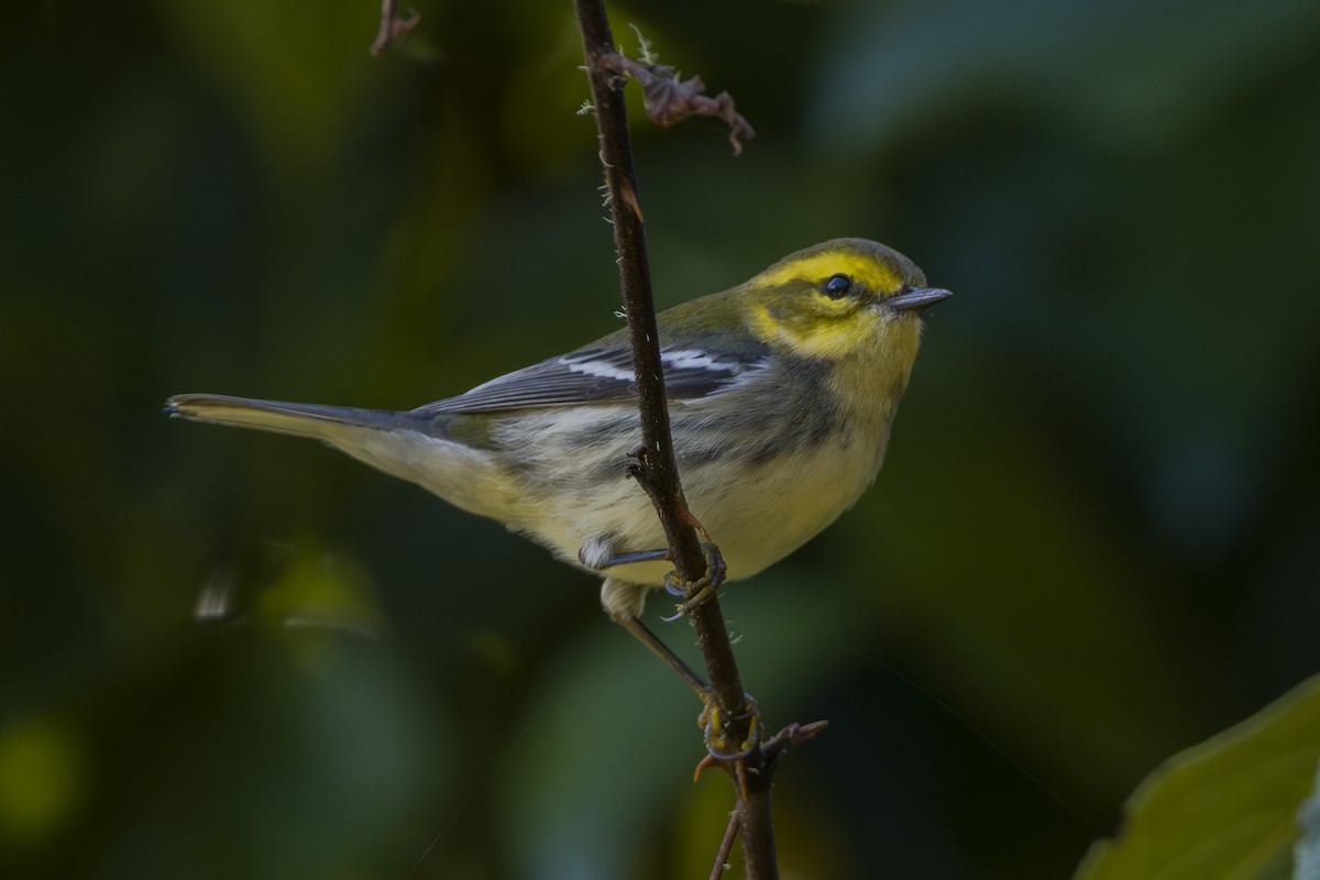 Зелёная древесница - ML646875621