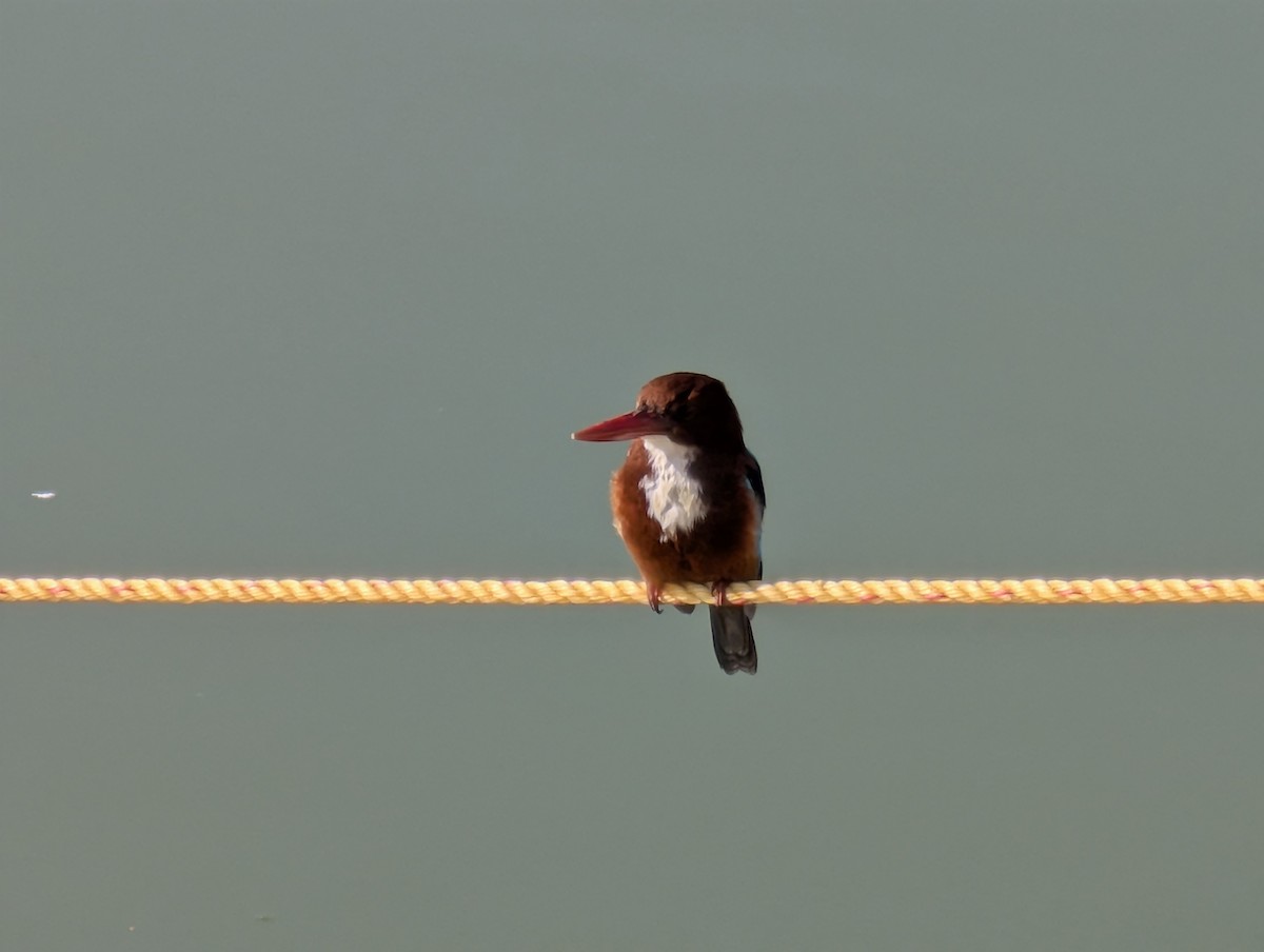 White-throated Kingfisher - ML646875622