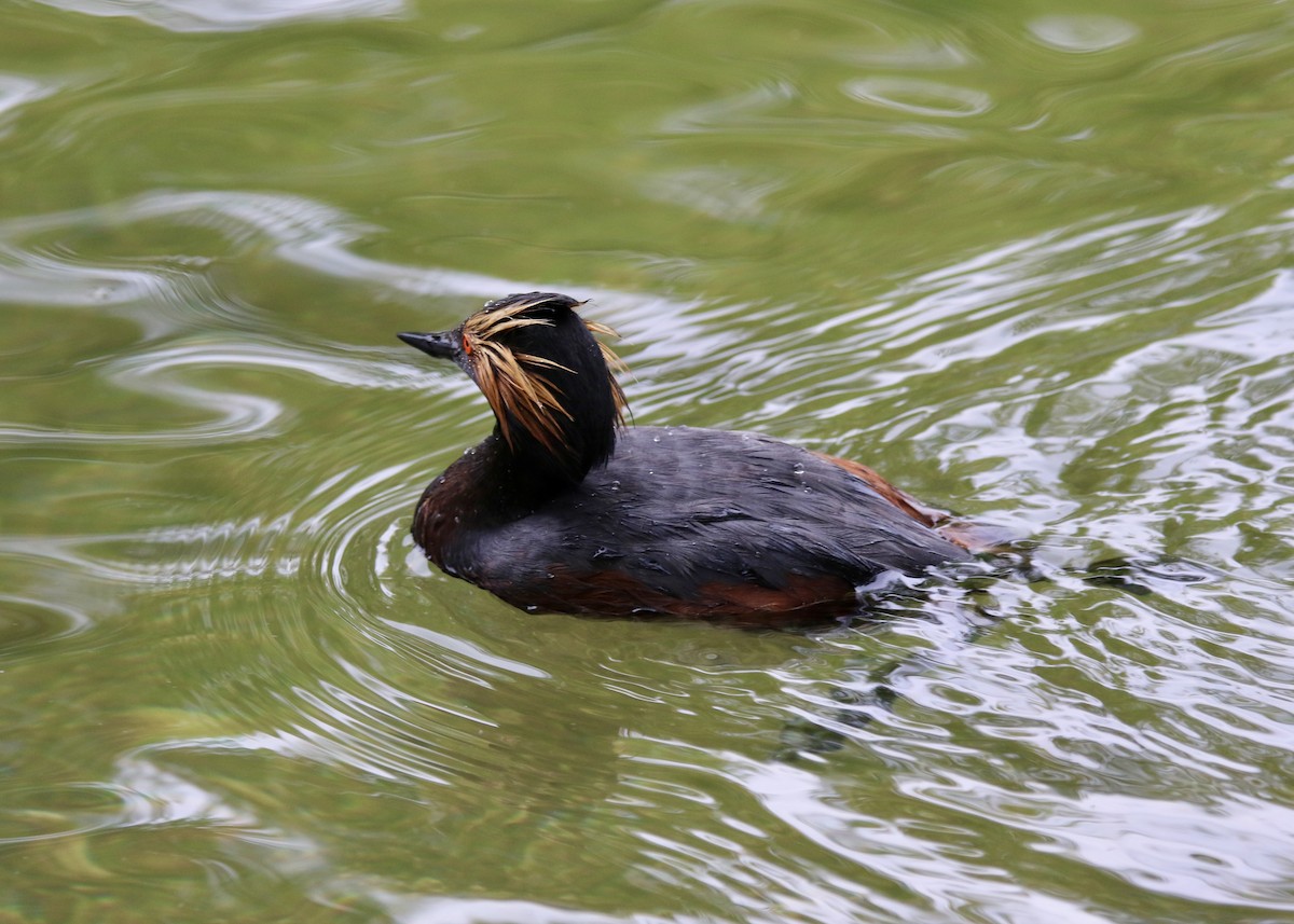 Grèbe à cou noir - ML646875624