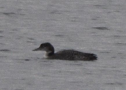 Common Loon - ML646875625
