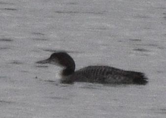 Common Loon - ML646875627