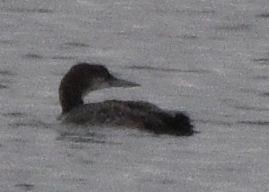 Common Loon - ML646875628