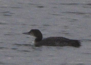 Common Loon - ML646875629
