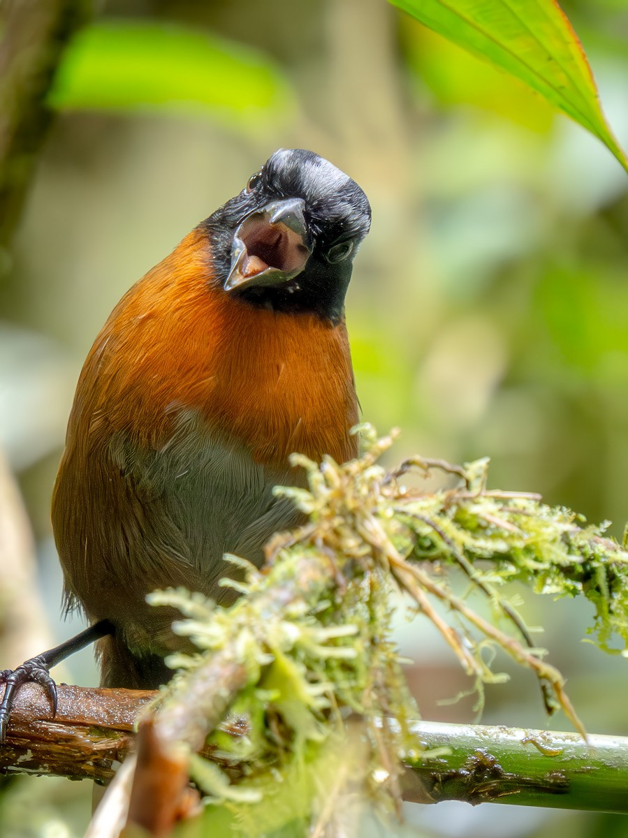 Tanager Finch - ML646875630