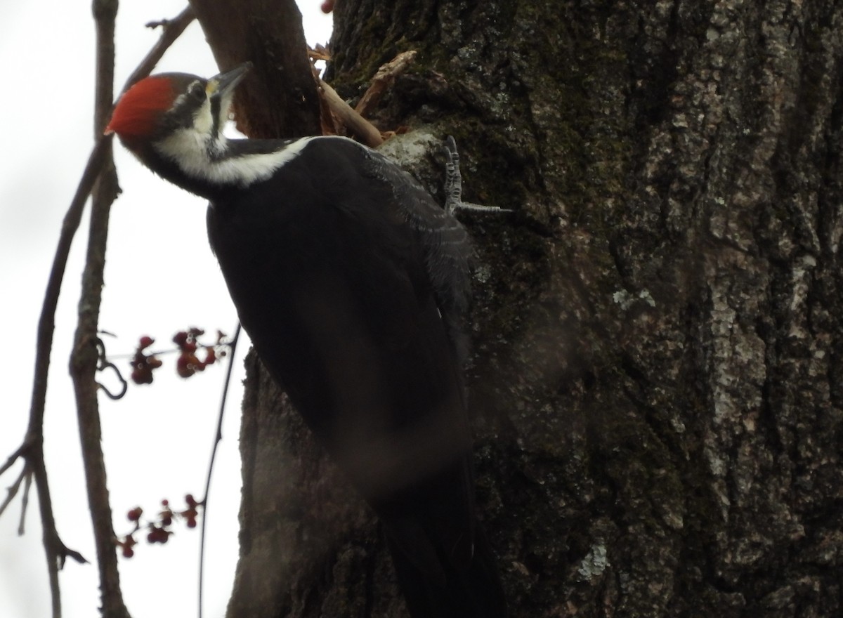 Pileated Woodpecker - ML646875633