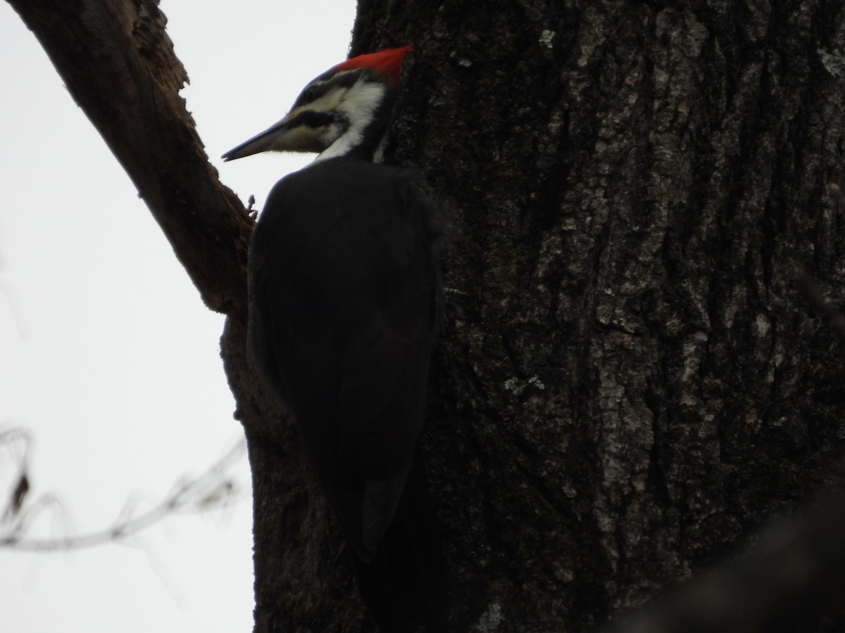 Pileated Woodpecker - ML646875634