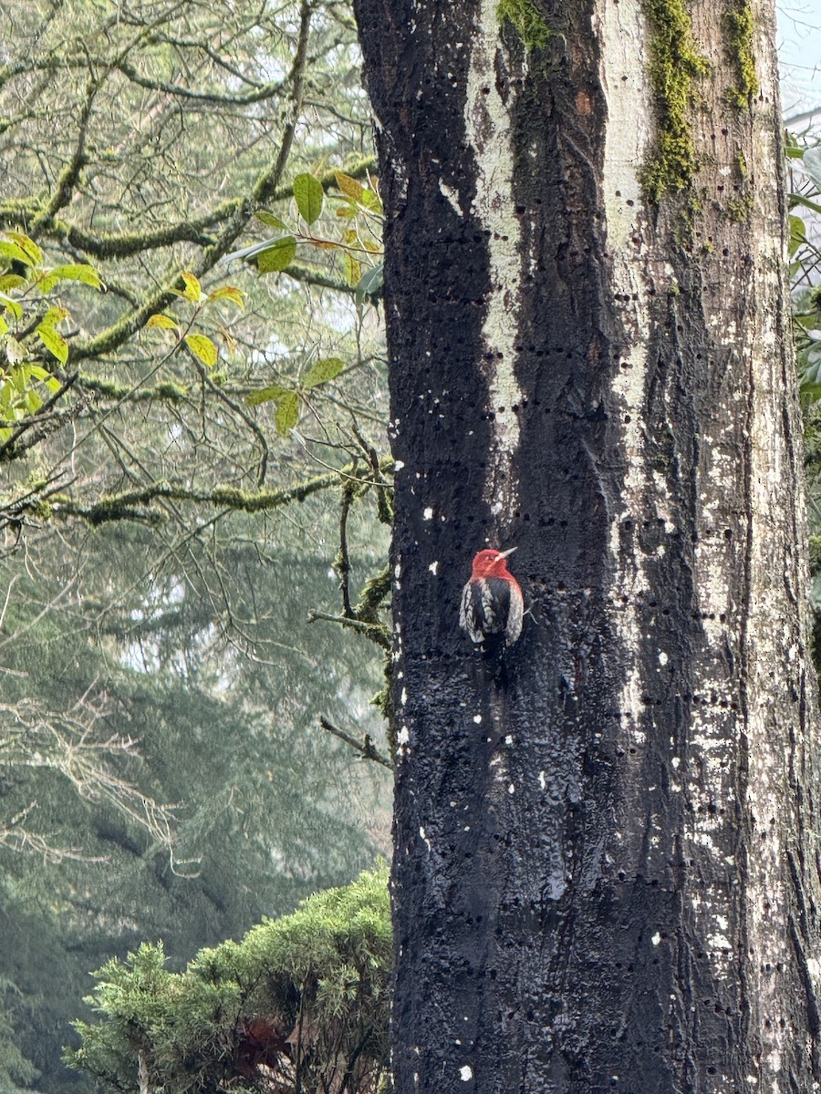 Red-breasted Sapsucker - ML646875635