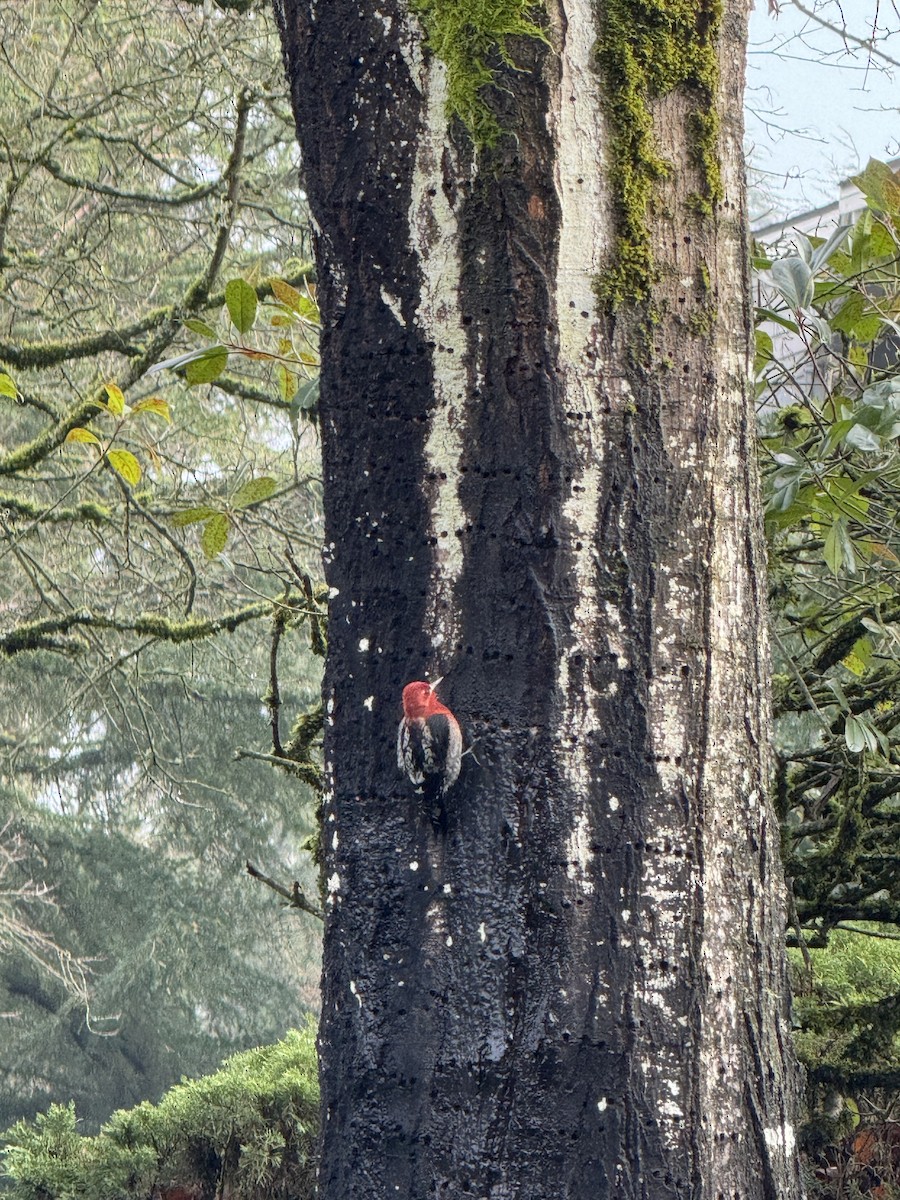 Red-breasted Sapsucker - ML646875636