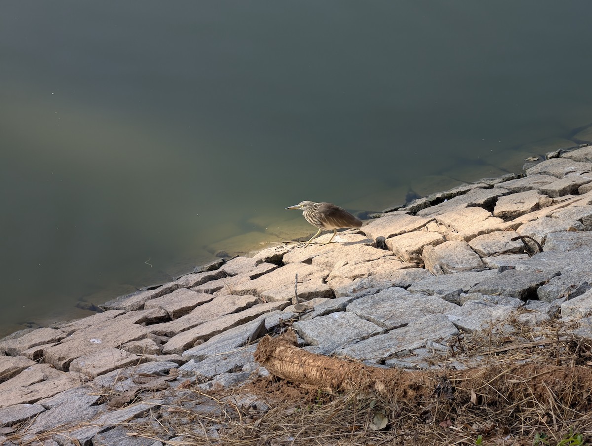 Индийская прудовая цапля - ML646875637