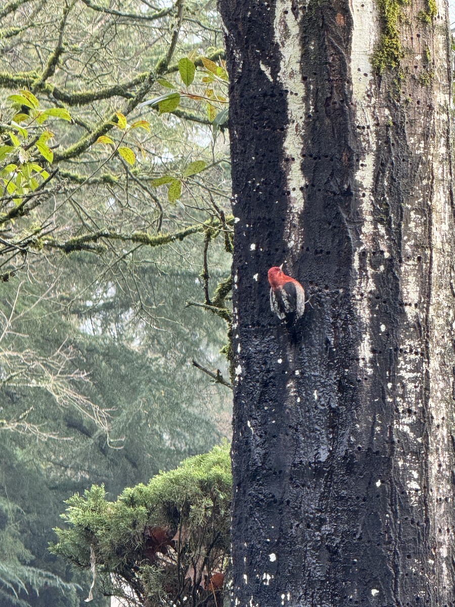 Red-breasted Sapsucker - ML646875638