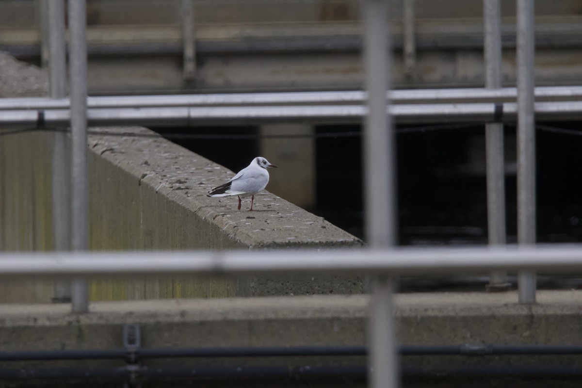 Black-headed Gull - ML646875639