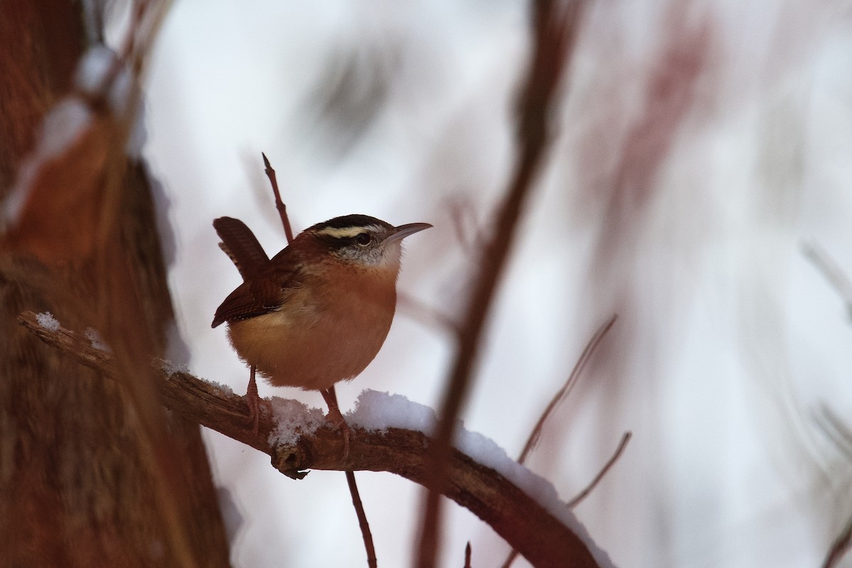 Carolinazaunkönig - ML646875640