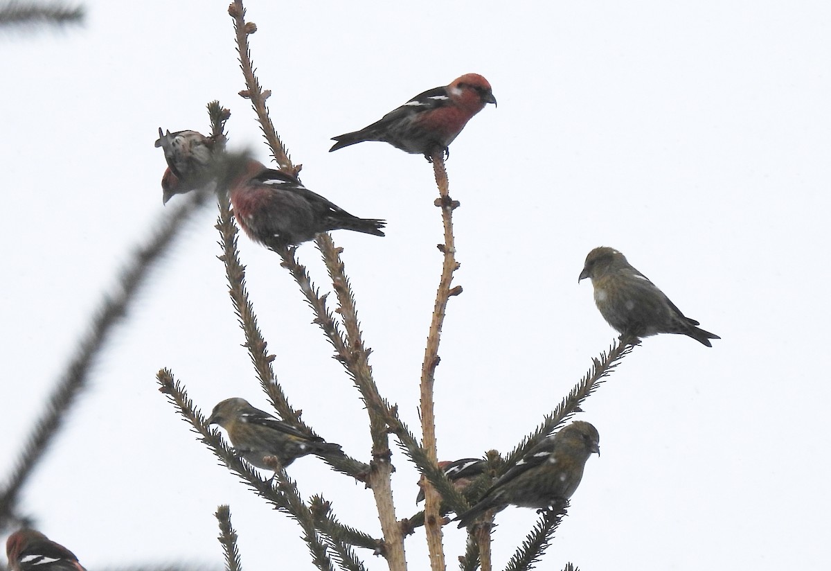 Белокрылый клёст - ML646875641