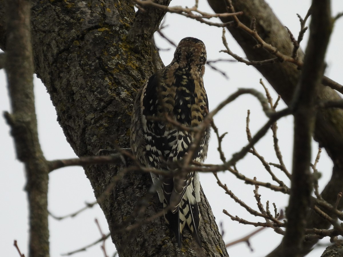 Yellow-bellied Sapsucker - ML646875643
