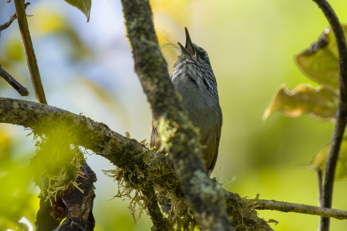 Серогрудый крапивник - ML646875644