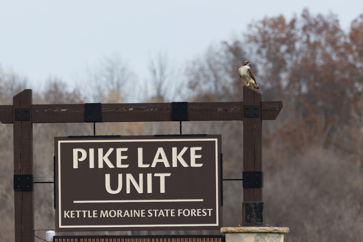 Red-tailed Hawk - ML646875645