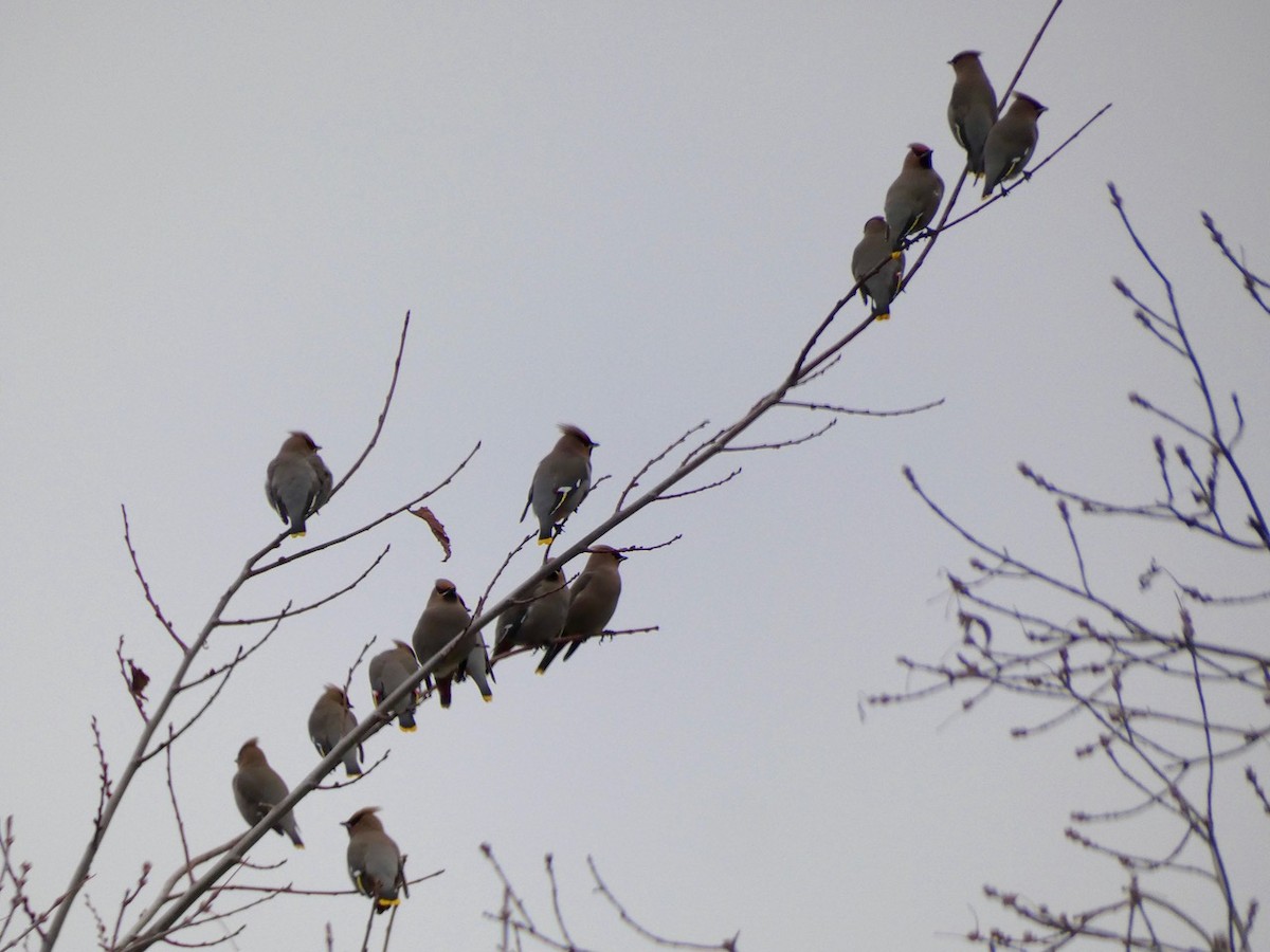 Ampelis Europeo - ML646875646