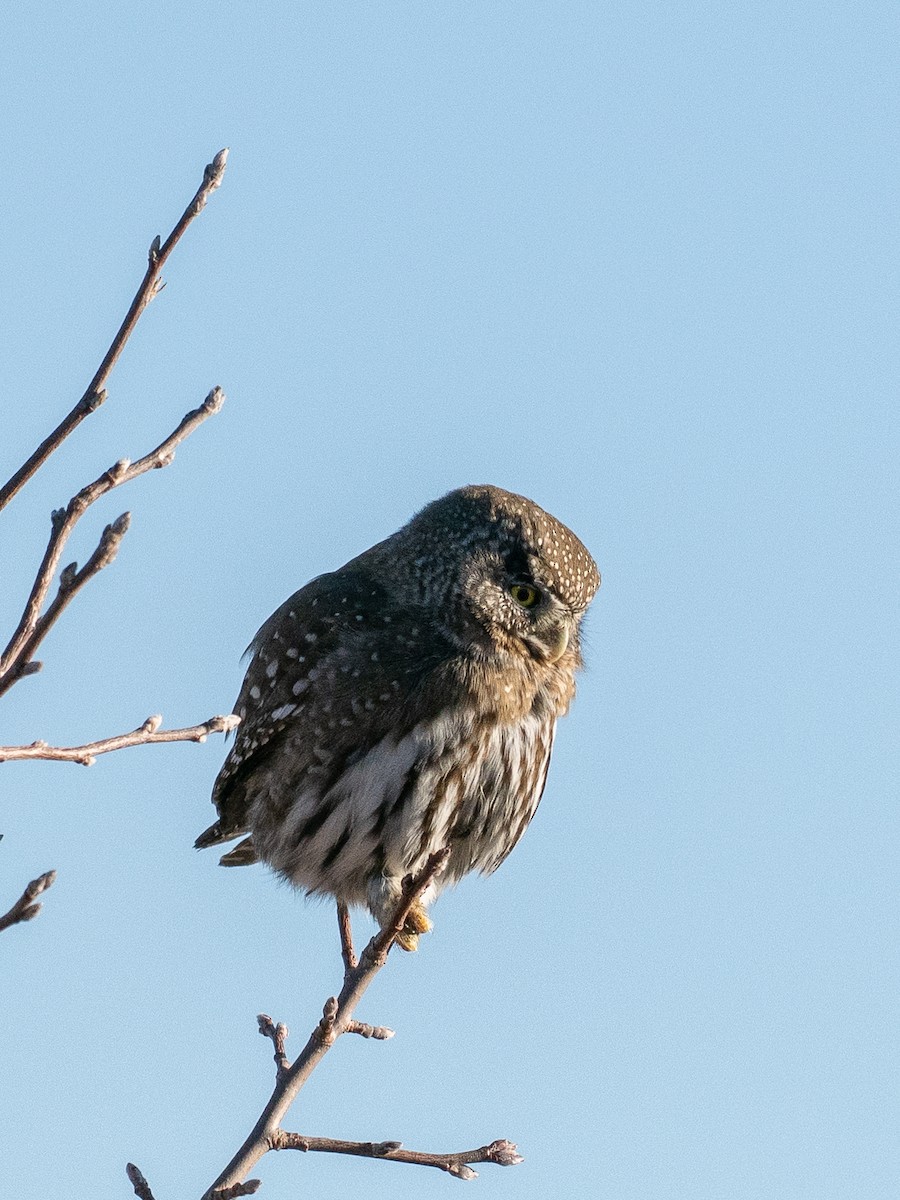 Northern Pygmy-Owl - ML646875648