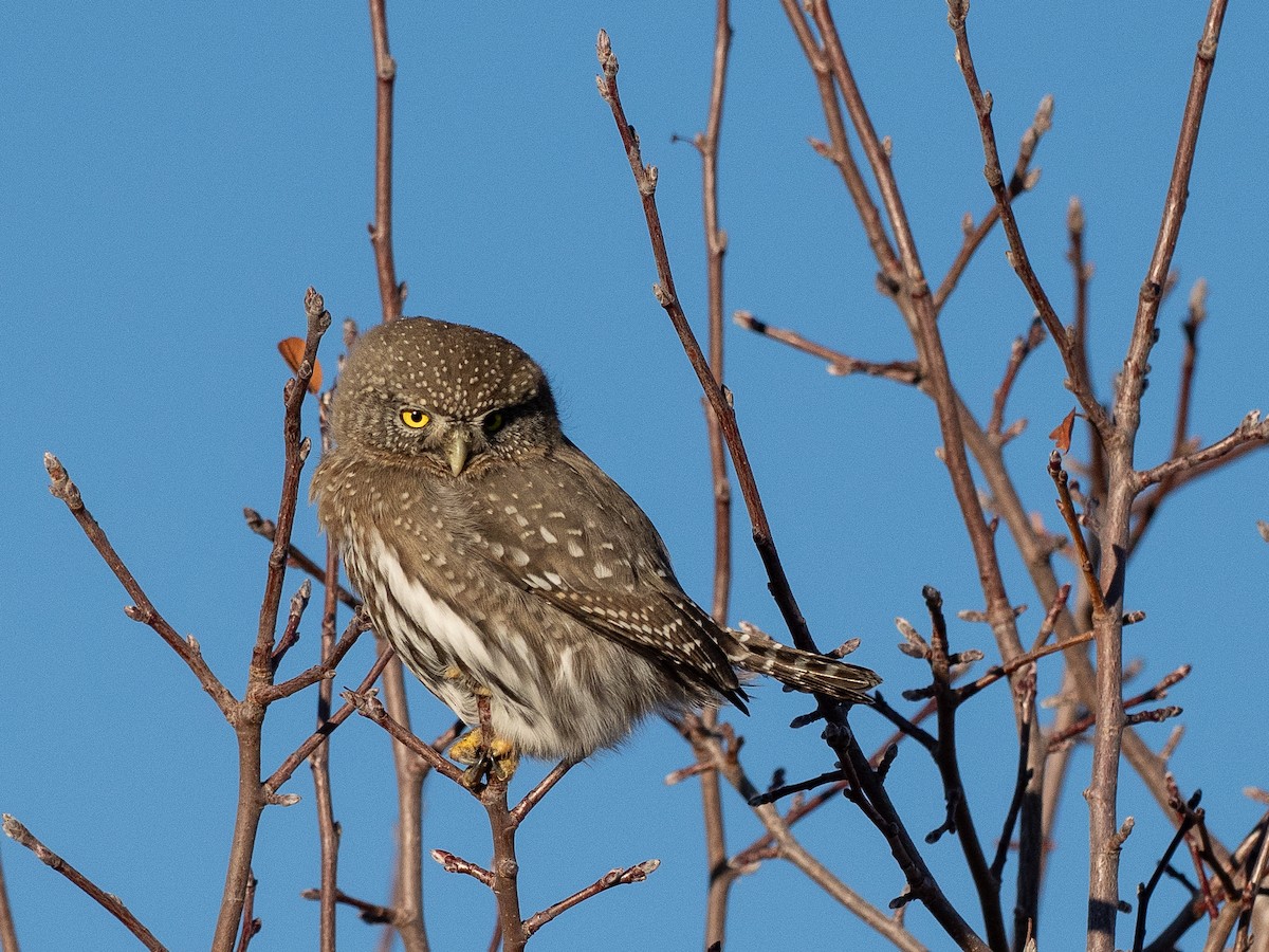 Northern Pygmy-Owl - ML646875649