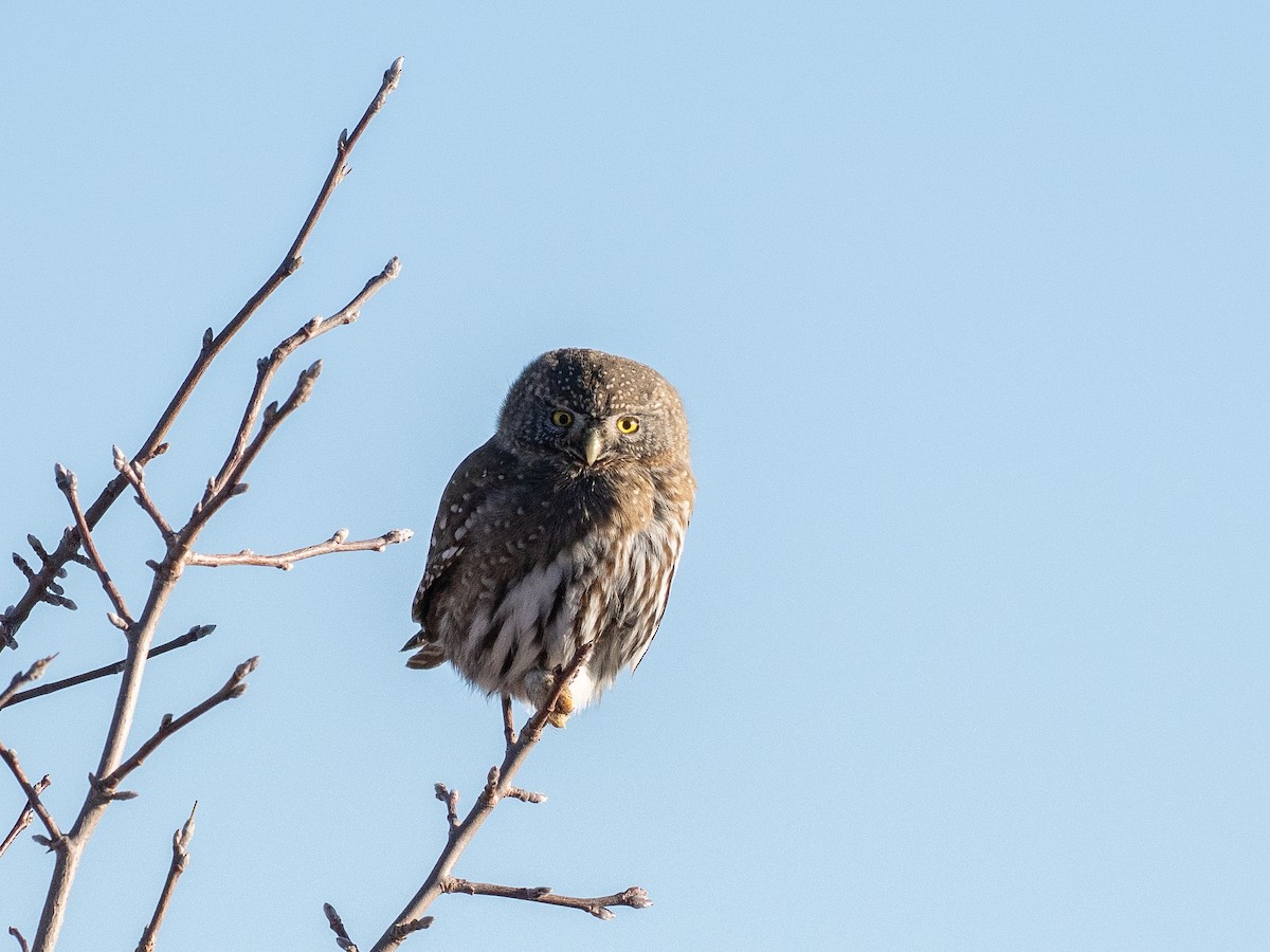 Northern Pygmy-Owl - ML646875650