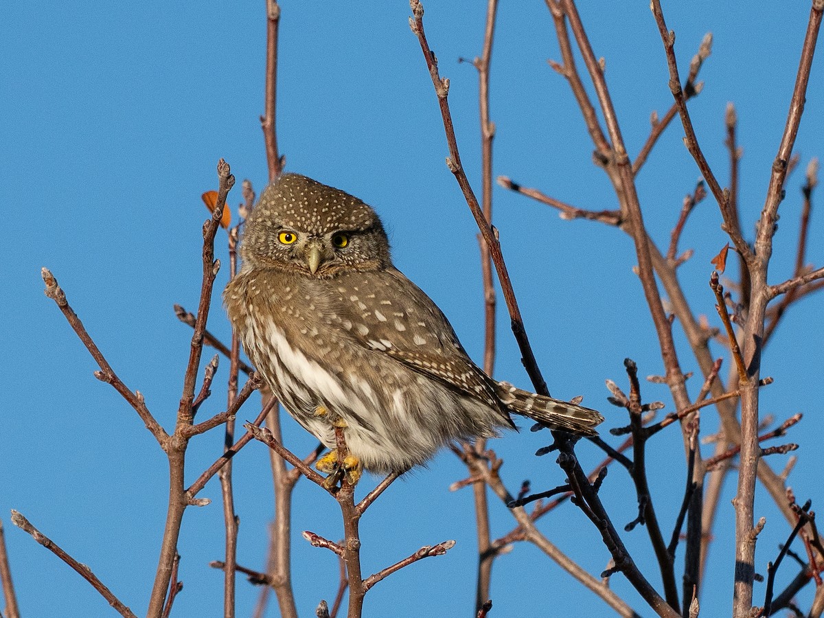 Northern Pygmy-Owl - ML646875651