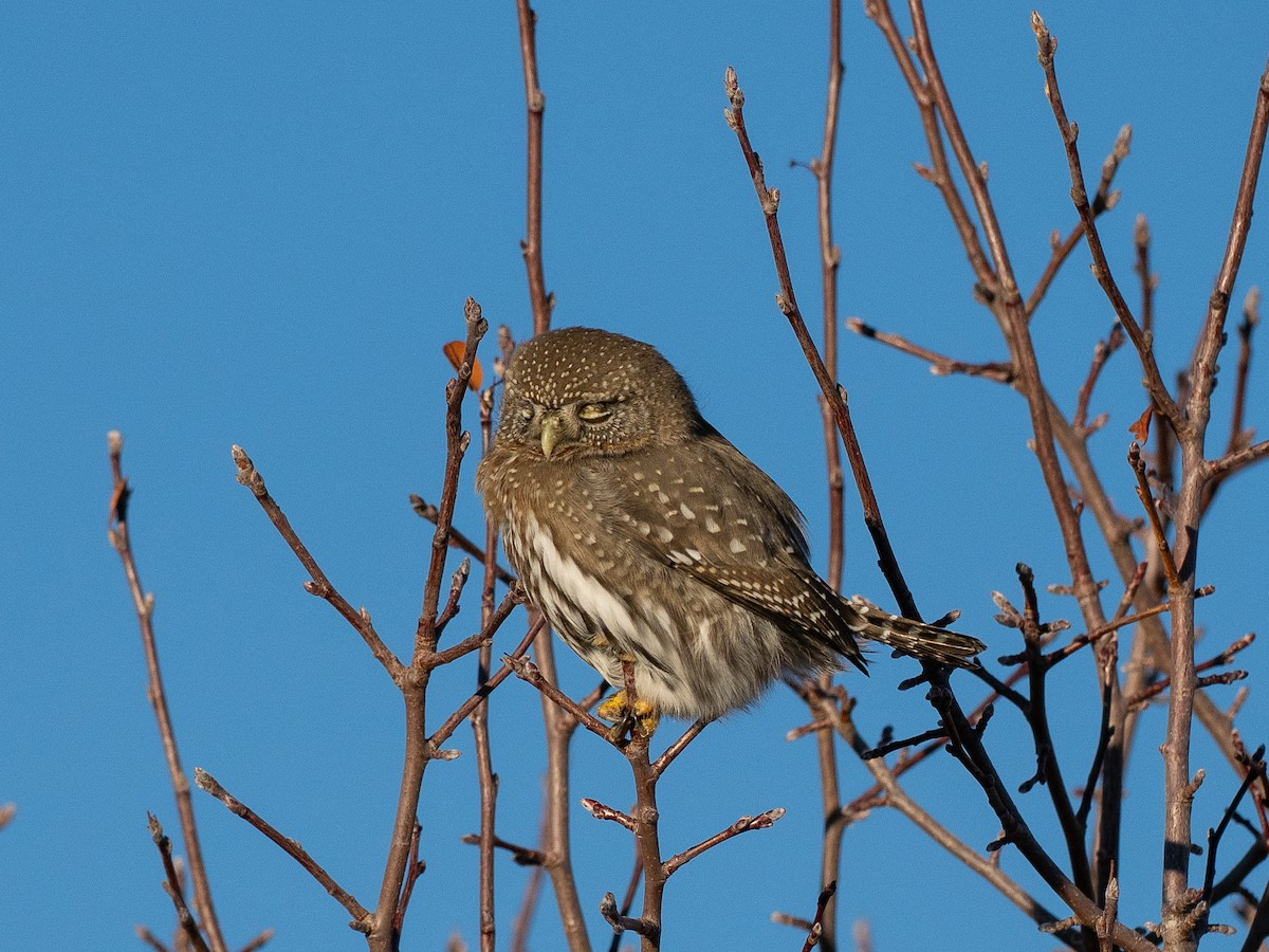 Northern Pygmy-Owl - ML646875652