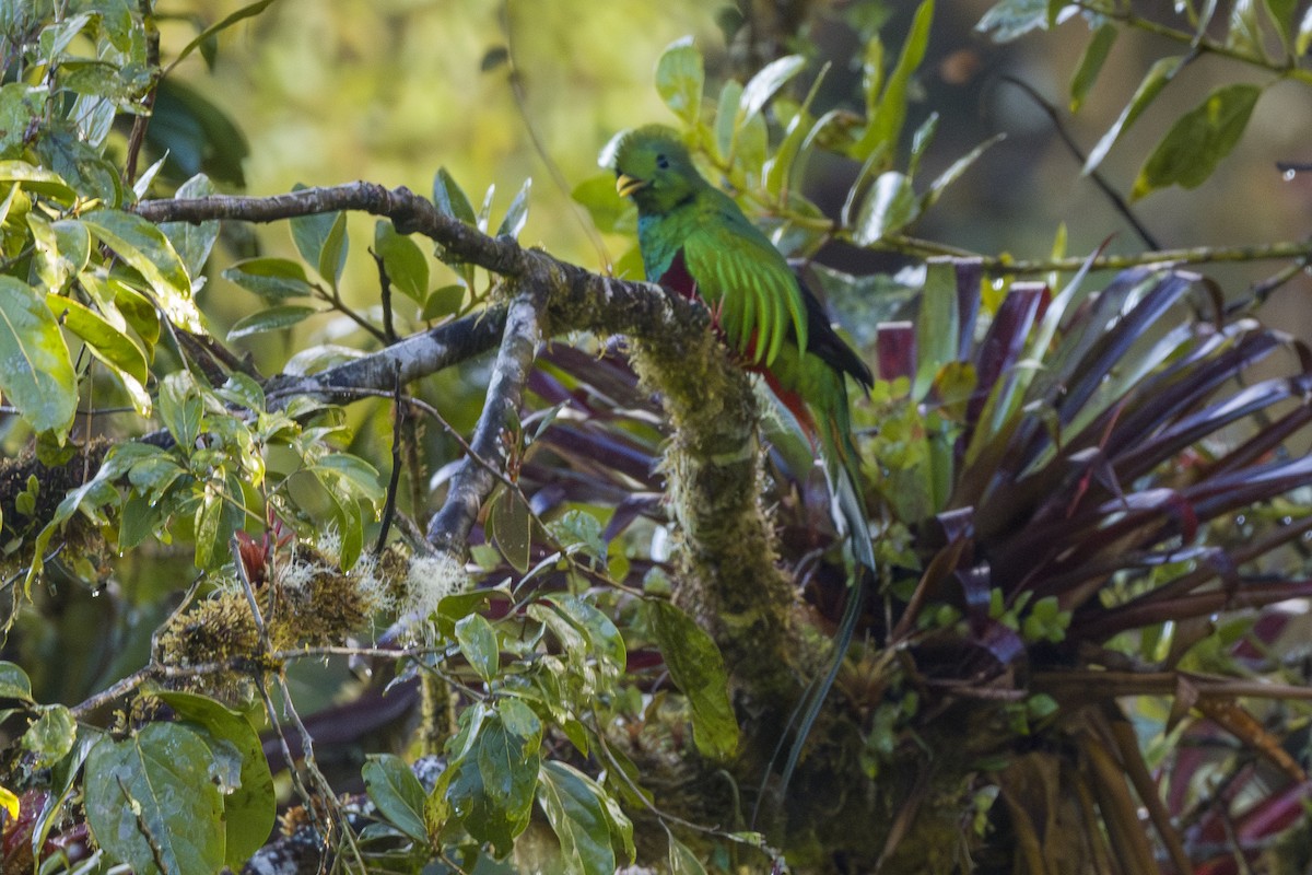 Кетцаль - ML646875653