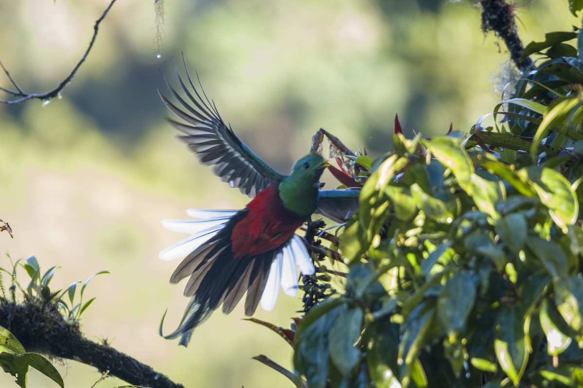 Кетцаль - ML646875654