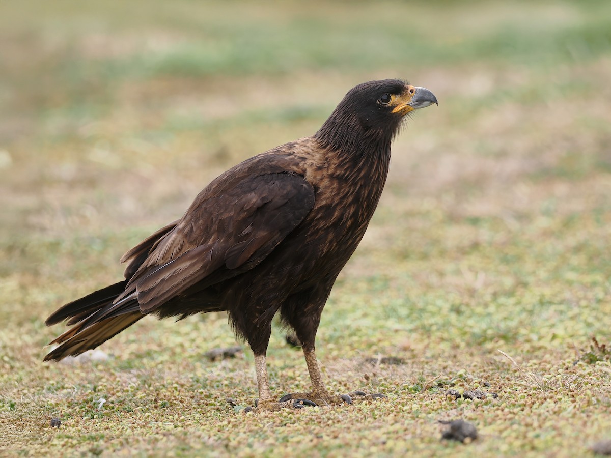 čimango falklandský - ML646875655