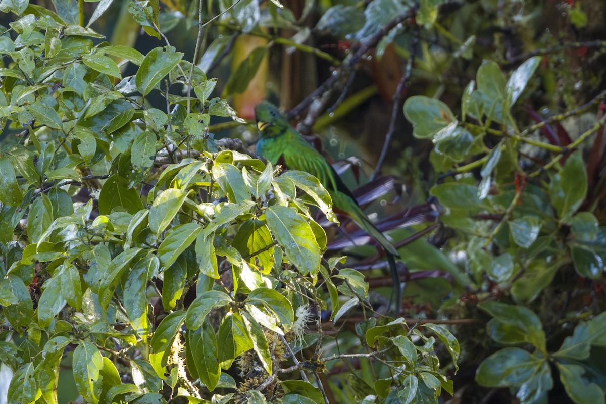 Кетцаль - ML646875656