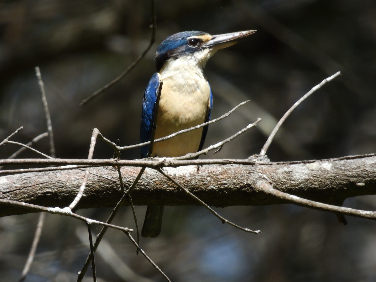 Sacred Kingfisher - ML646875657