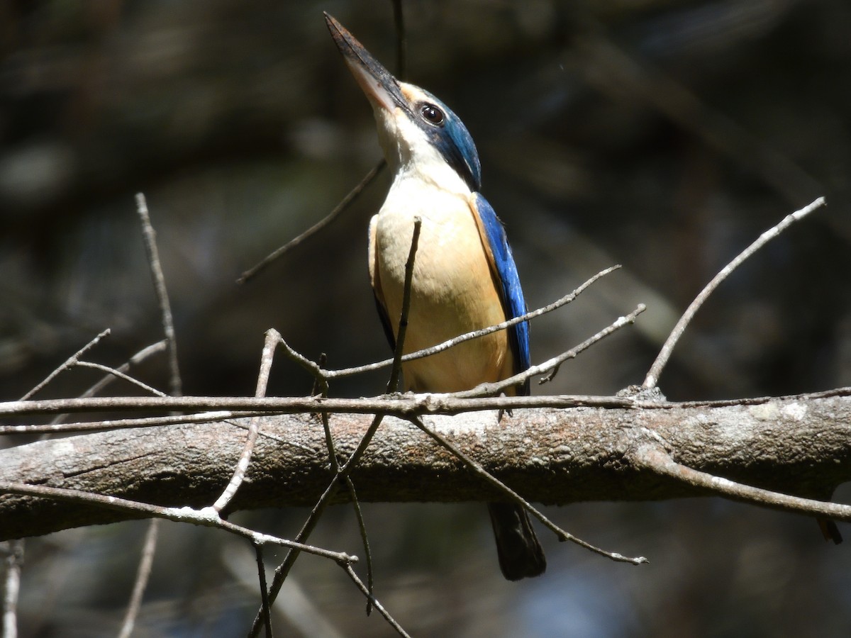 Sacred Kingfisher - ML646875658